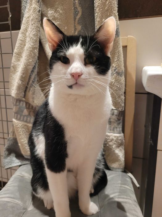 Pianka i Ferduś czy ktos pokocha