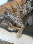 Gatinhas para adoção