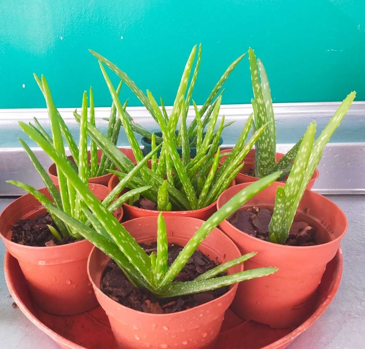 Planta Aloe Vera