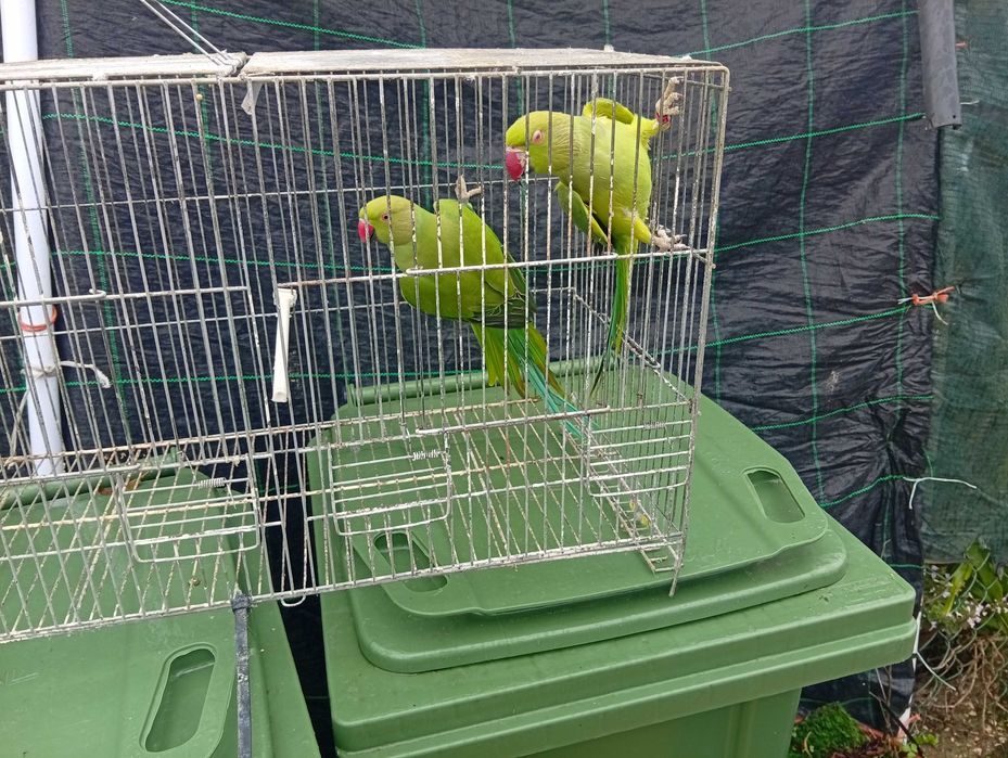 Ring necks barrabands kakariquis e red rumped