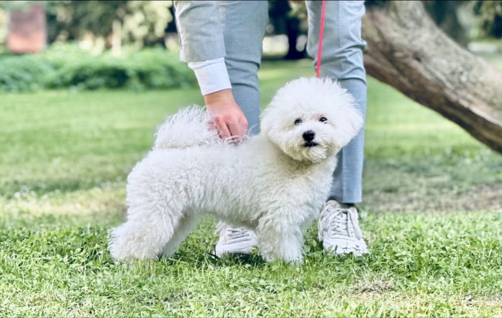 Bichon Frise szczenięta FCI – rezerwacje otwarte