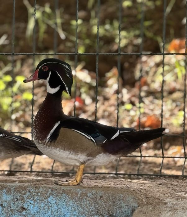 Casal de patos carolinos
