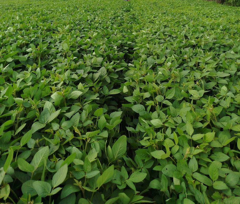 Soja sprzedam zbiór 2025