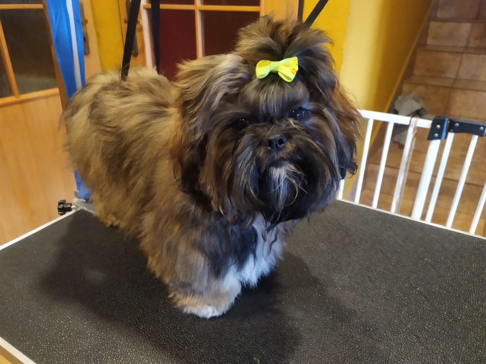 Shihpoo gotowy do odbioru