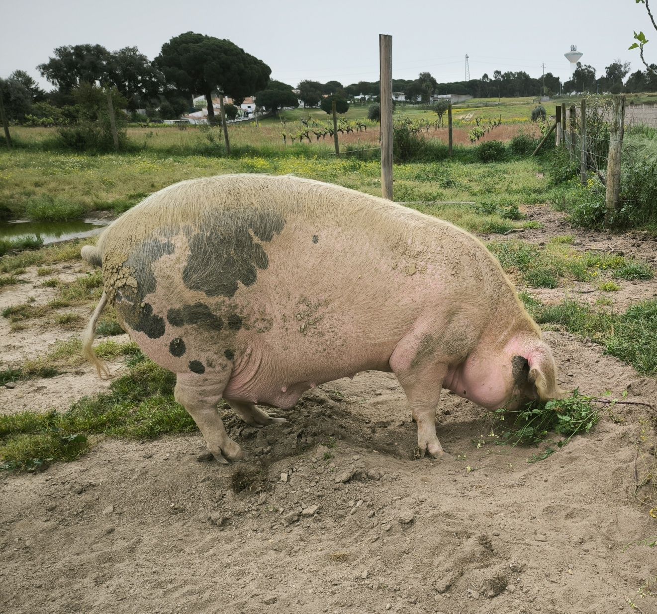 Muito urgente!! Porco  bisaro abate