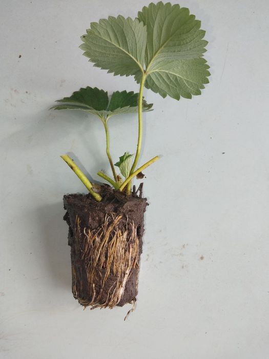 Саженцы клубники/ ремонтантная