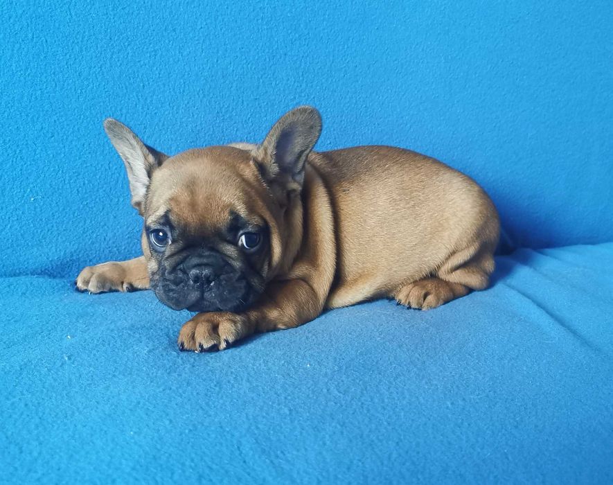 Chłopczyk  Buldog FRANCUSKI !
