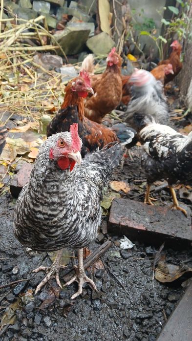 Sprzeda koguty mix
