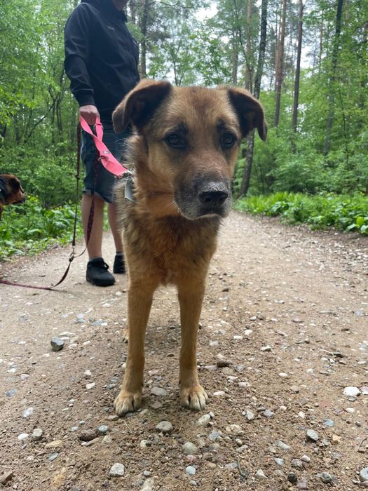 Kochany Gomez na tropie domu