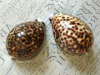 Muszle morskie, duże porcelanki - Cypraea tigris / 103 i 95mm