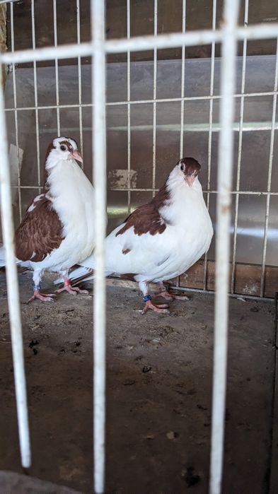 Wywrotki Rollery Gałackie gołębie