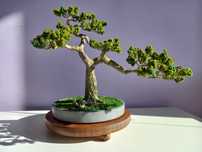 Sztuczne drzewko. Imitacja bonsai.
