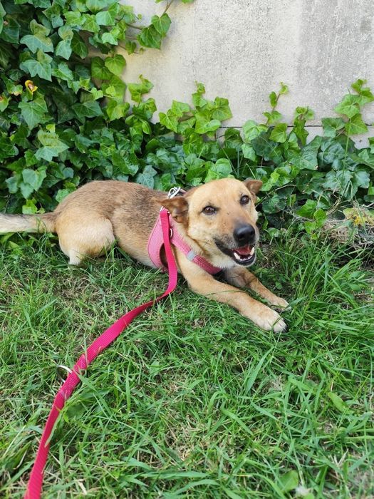 Cudowny uroczy piesek Iwo