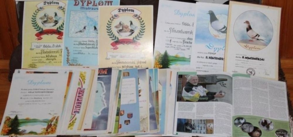 Gołąb Radwan Janssen od Supermistrza OKAZJA !!!