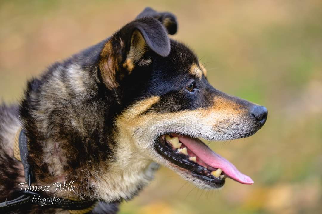 Korek śliczny 10kg samiec