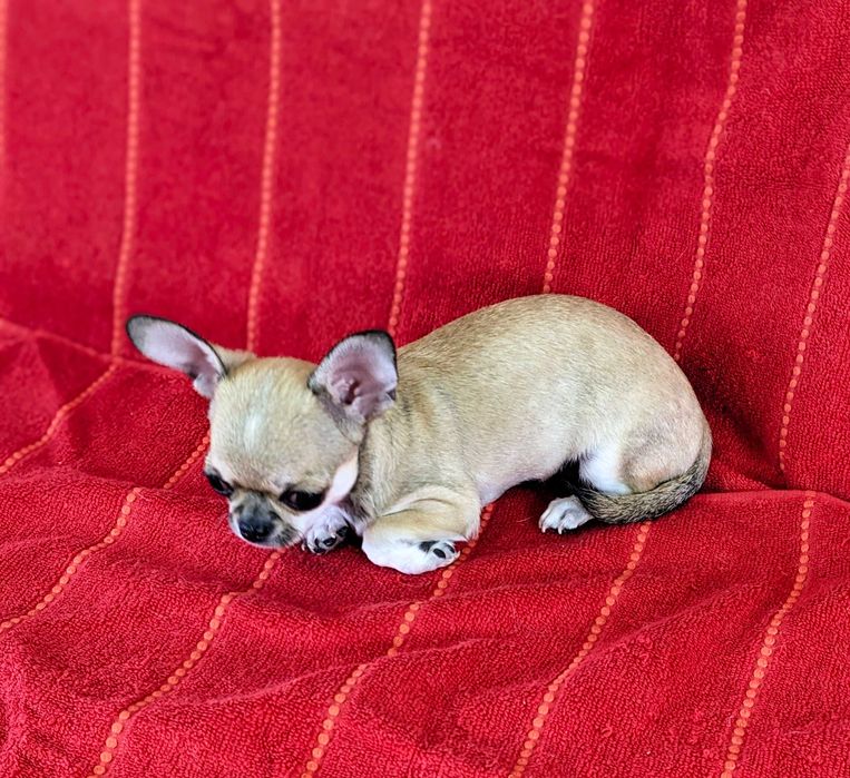 Девочка мини красотка