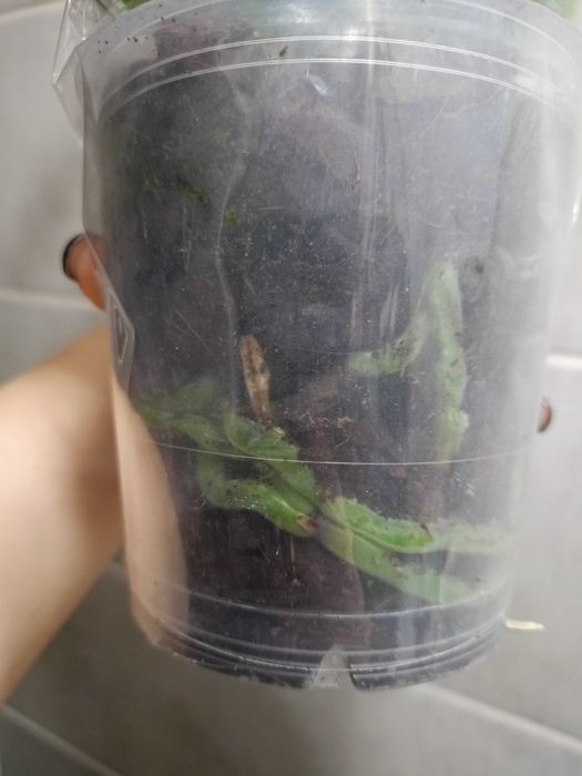 Ароматна воскова орхідея "Кокодоро"(Cocodoro)