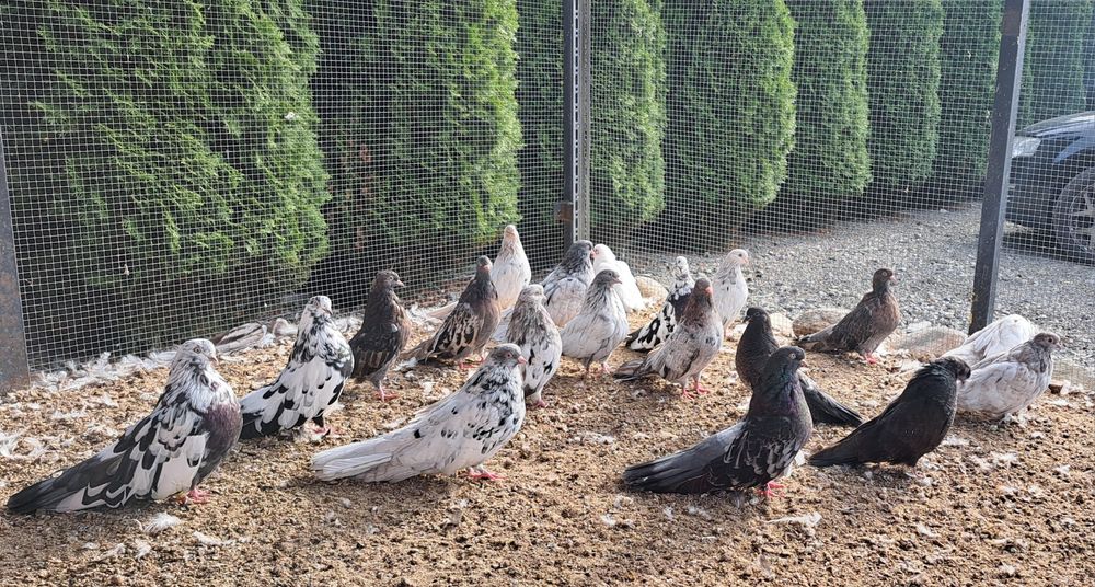 Gołebie szariki orliki mikolajewskie nikolajewskie kolorowe