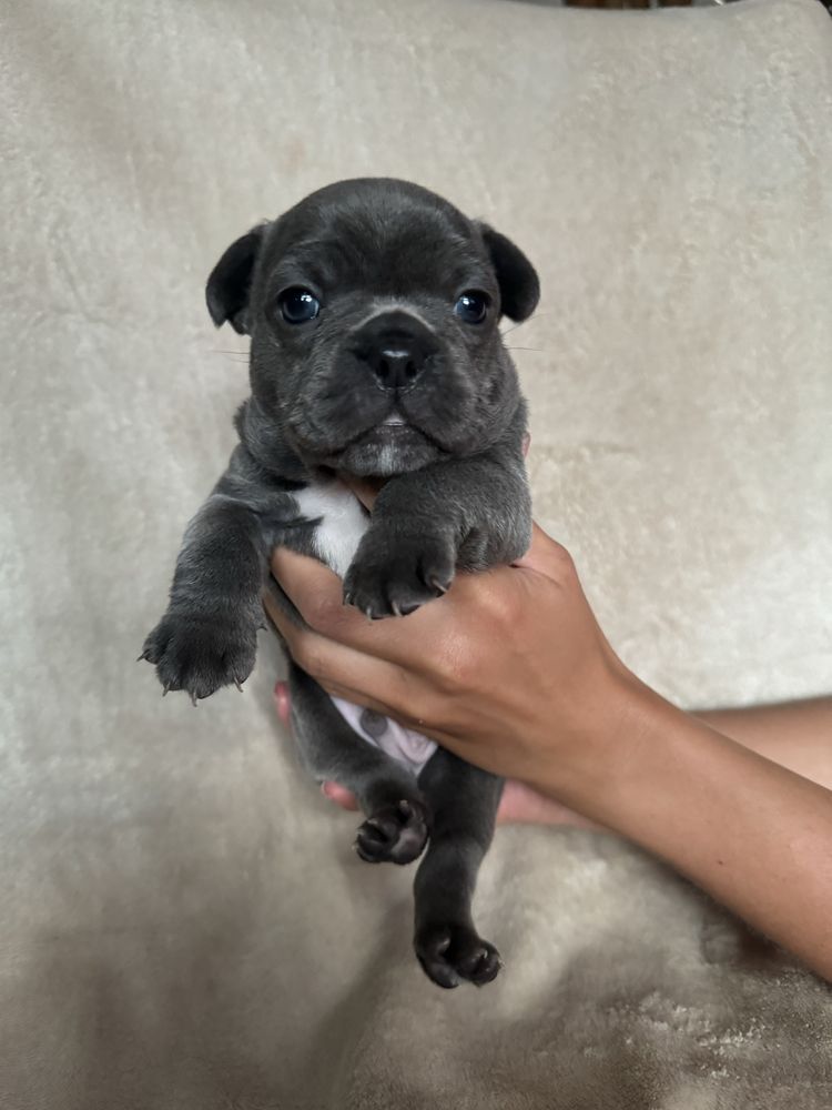 Buldog Francuski Szczenie