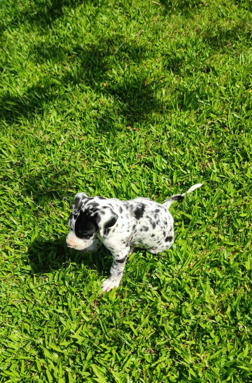 Dogue Alemão Arlequim macho (olho azul e verde)
