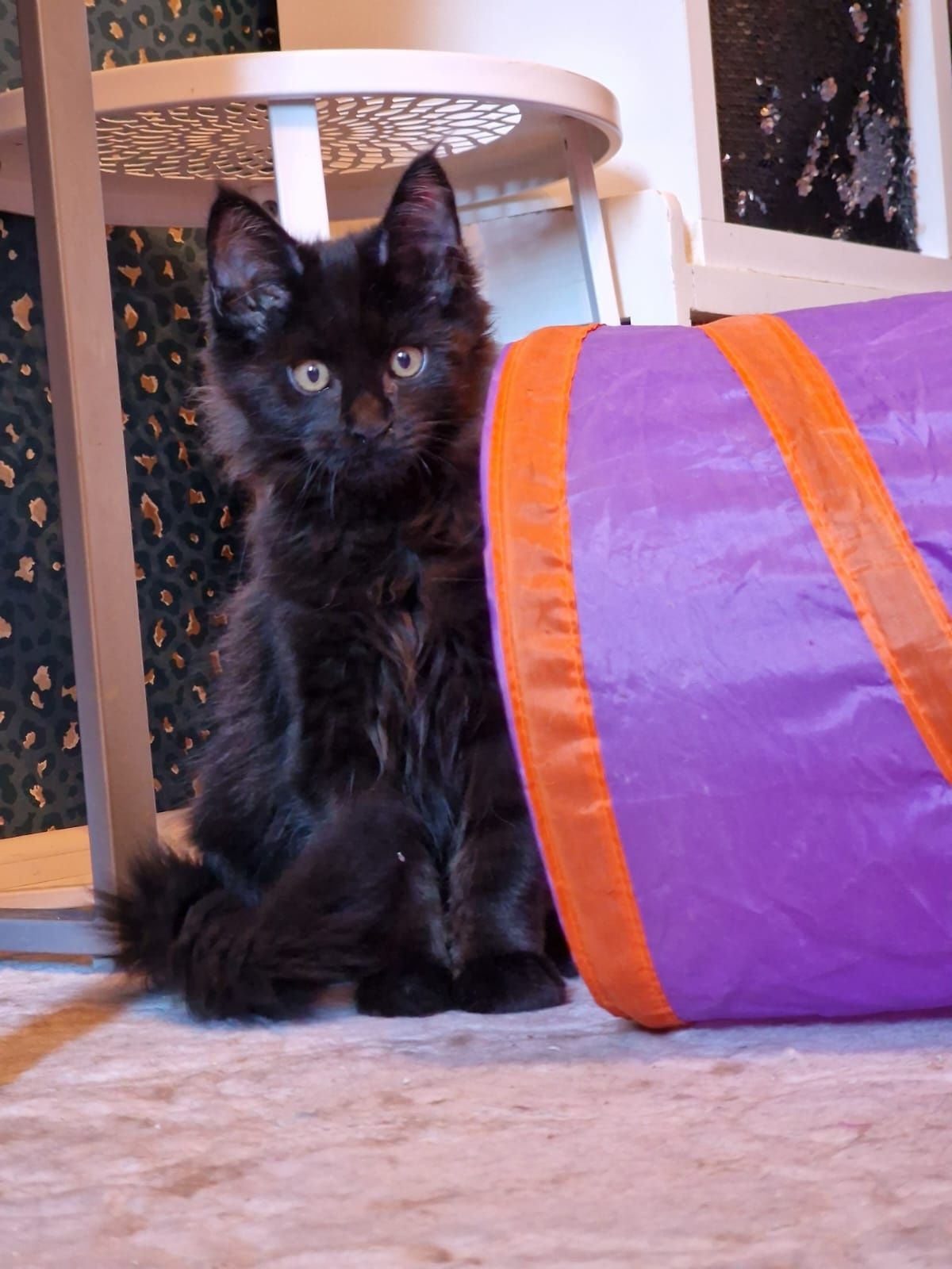 Maine Coon Hades