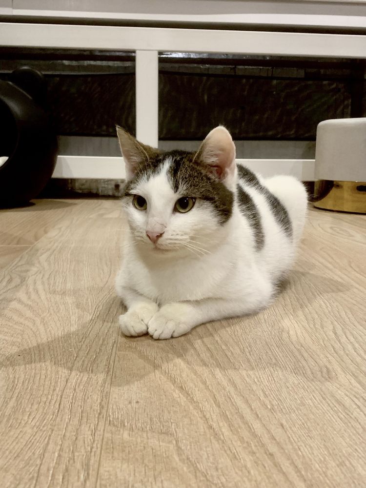 Tedi kotek do adopcji