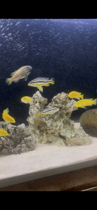 Labidochromis Caeruleus YELLOW + Auratus CASAL/TRIO