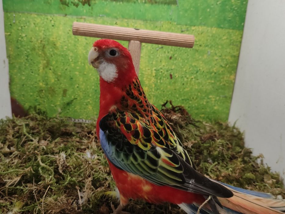 Samczyki i samiczka zmienia wolierę