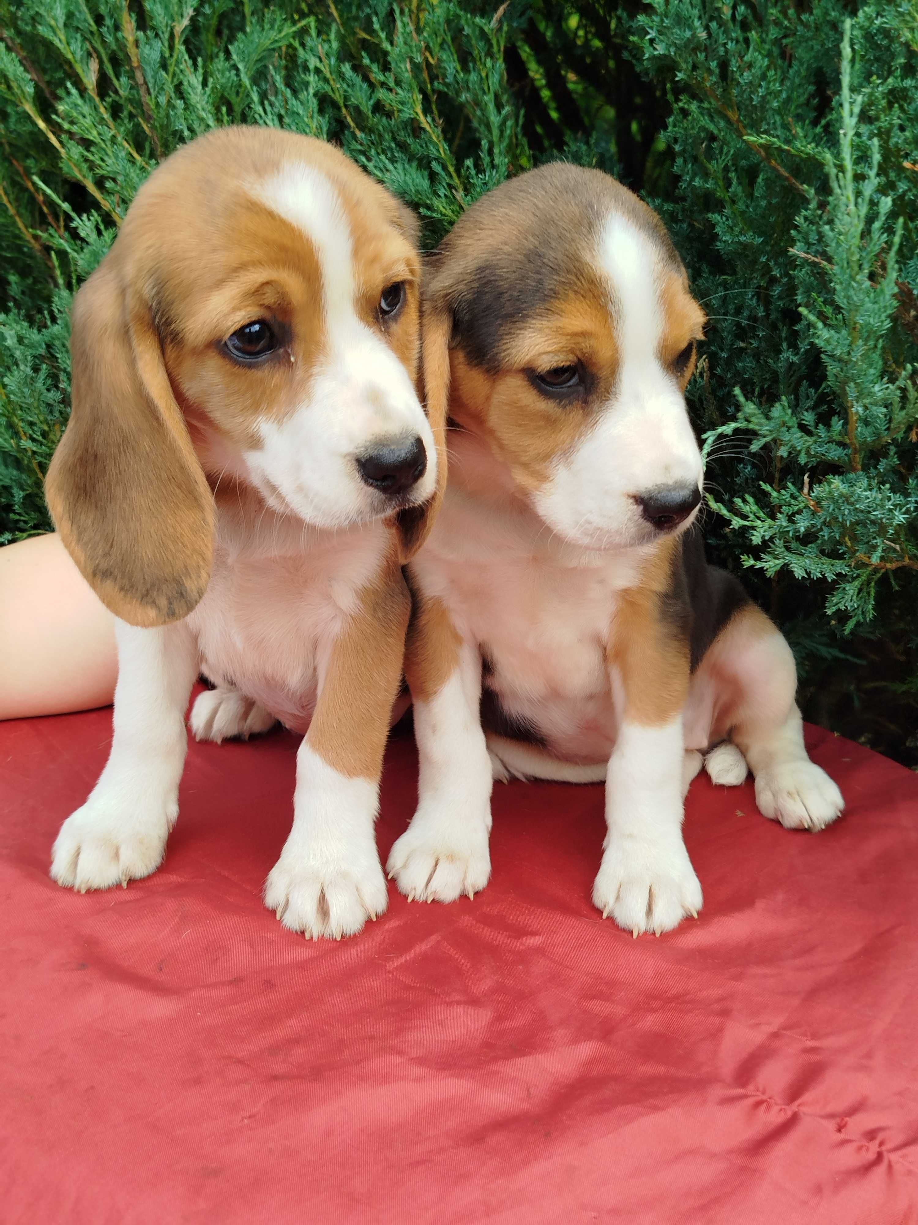 Beagle szczenie tel.-5.7.5.3.0.2.0.3.9.