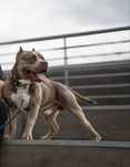 American Bully pocket reproduktor
