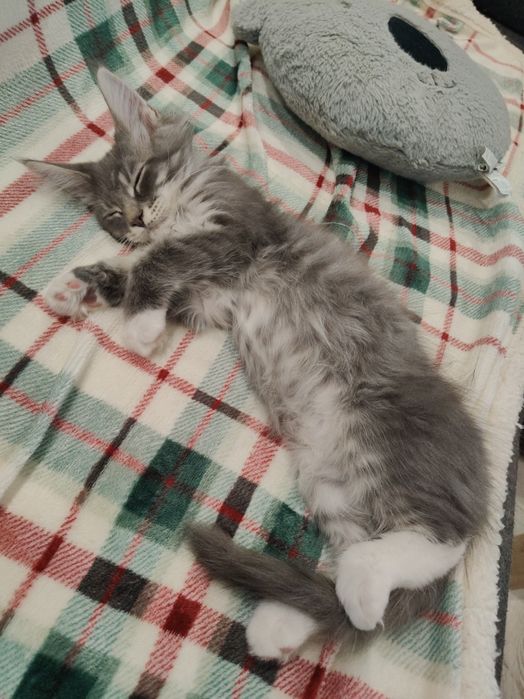 Kocurek Maine coon Odi