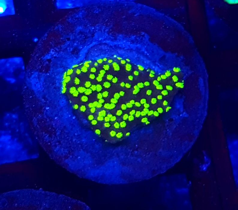Montipora Star Wars . Koralowiec SPS . Akwarium morskie