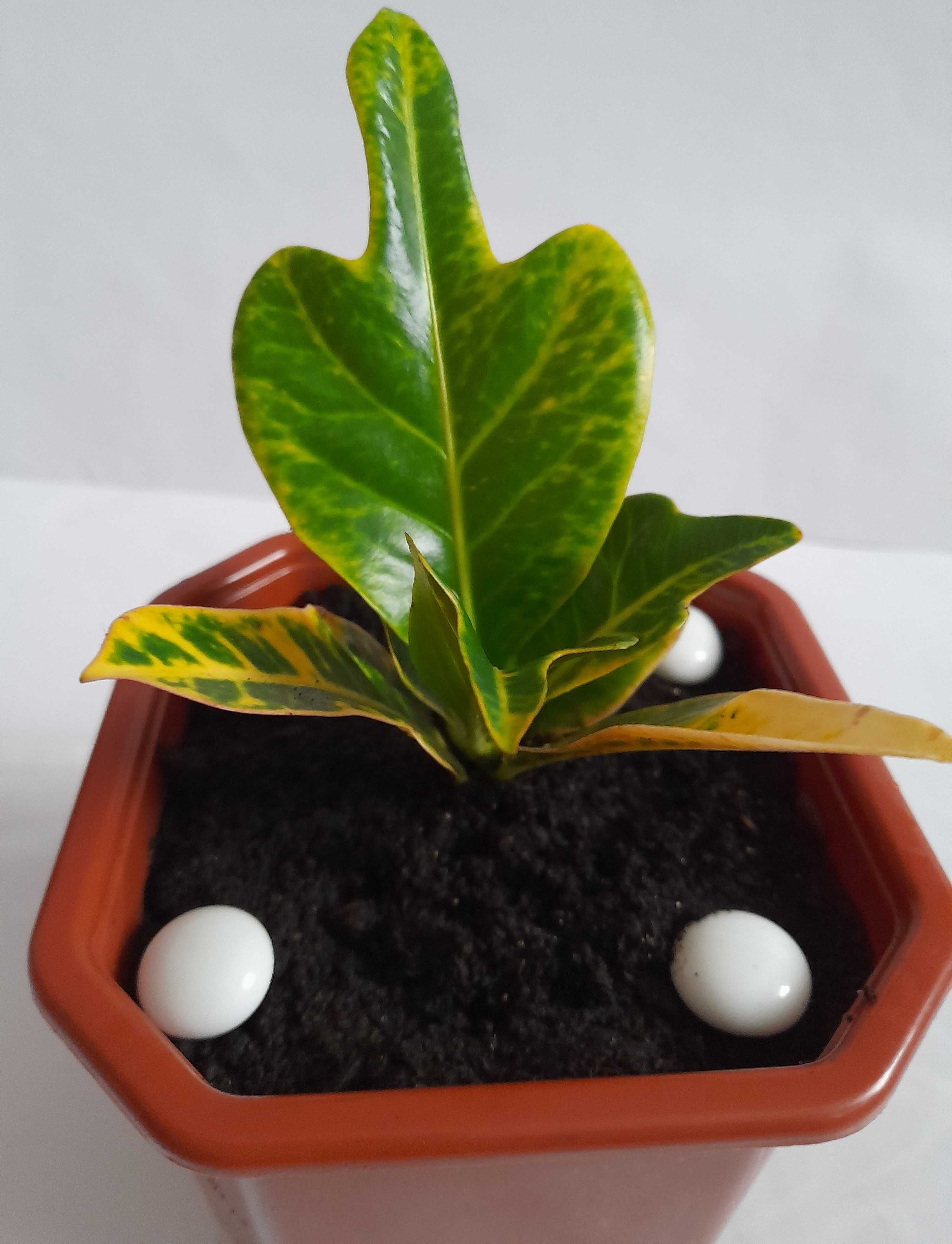 кротон кодиеум комнатное растение