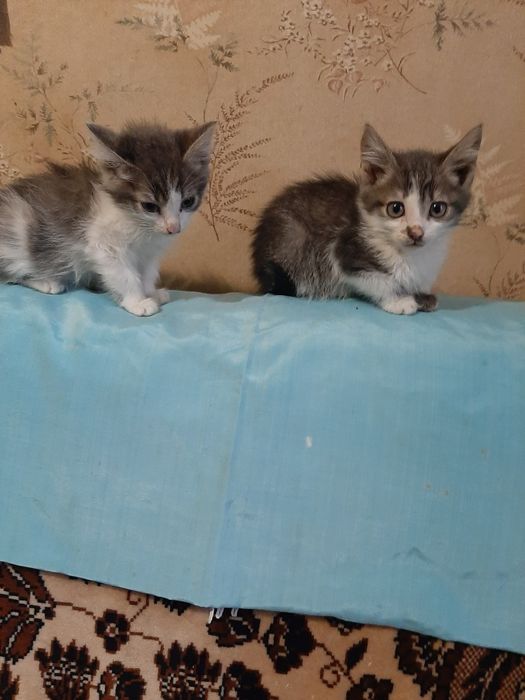 Вiддам симпатичних кошенят