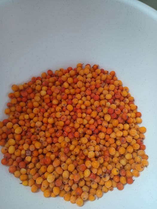 Rokitnik owoce oczyszczone