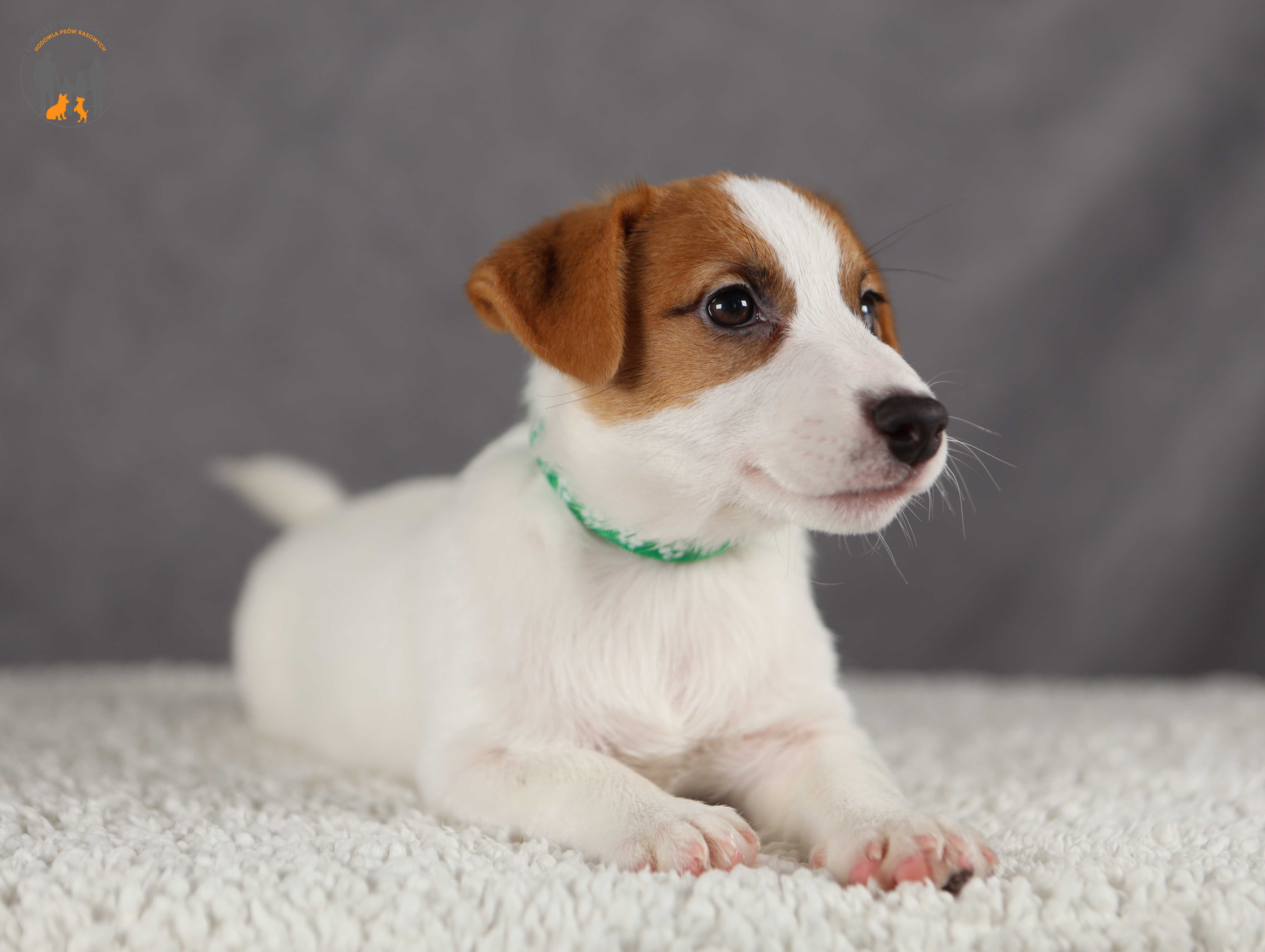 Jack Russell Terrier ZKwP FCI cudowny piesek rezerwacja