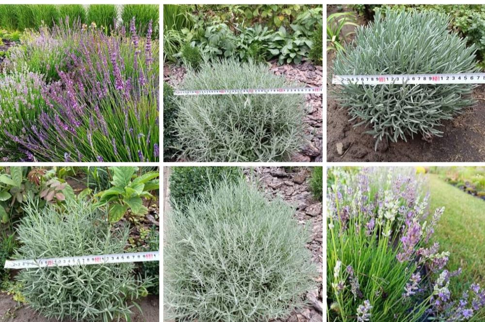 Продам лаванду і лавандин