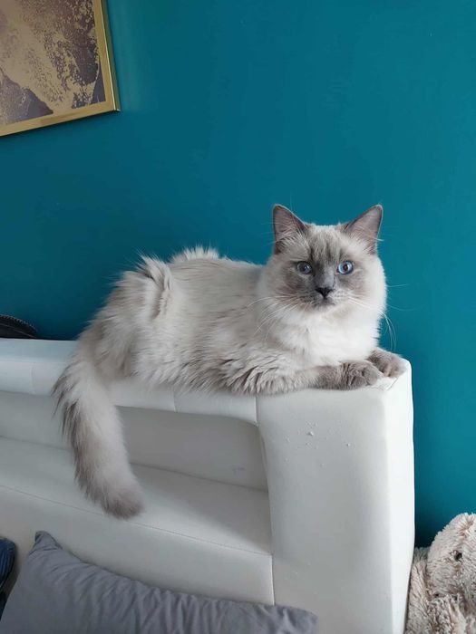 Kocur ragdoll  z uprawnieniami hodowlanymi