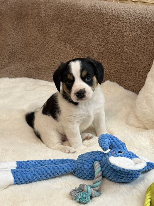 Snoopy, Beti, Oski- trójka maluchów szuka odpowiedzialnych domków.