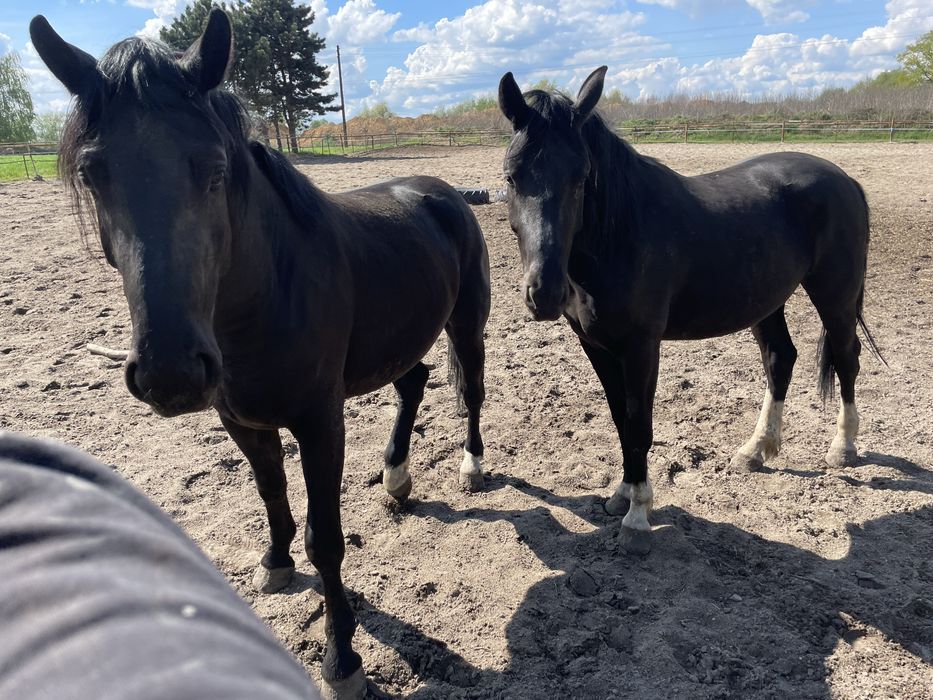 Sprzedam dwie klacze. Slaskie.