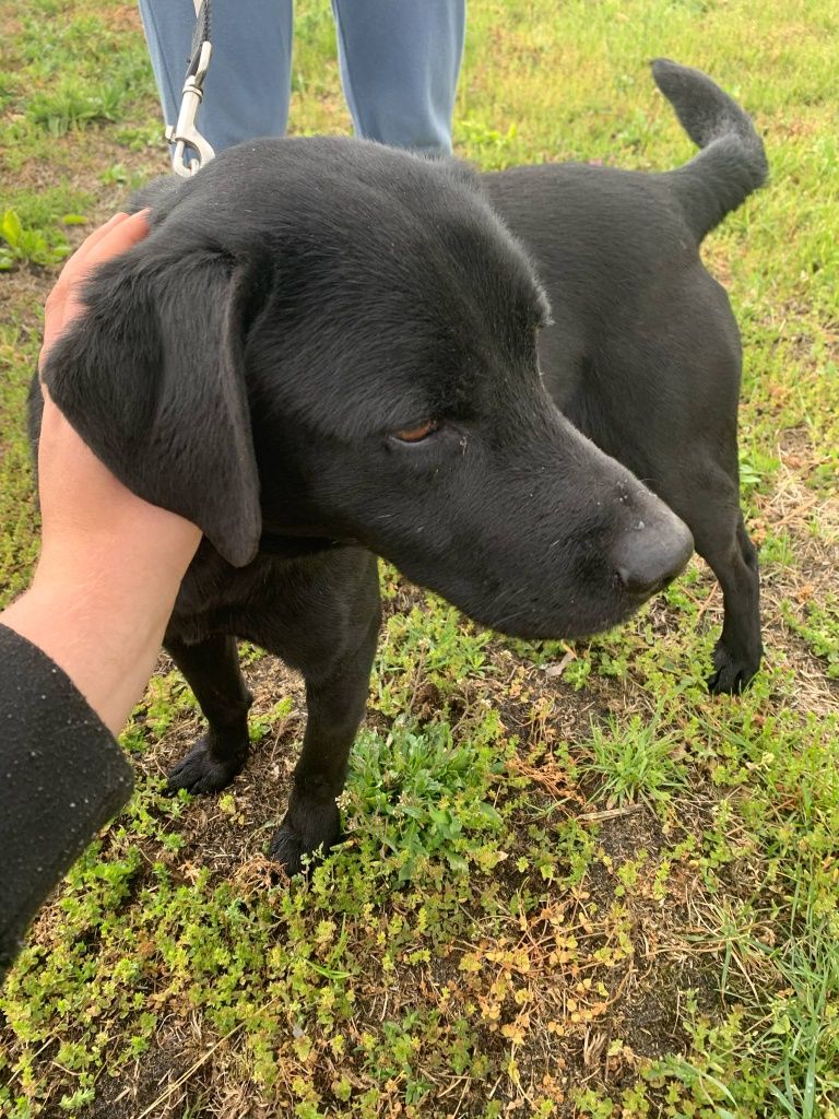 Emil pies w typie labradora do adopcji