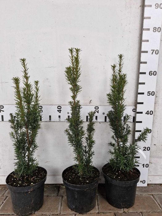 Cis HICKSI/HILLI 50-70cm doniczka/grunt/juta/taxus/bez owoców/żywopłot