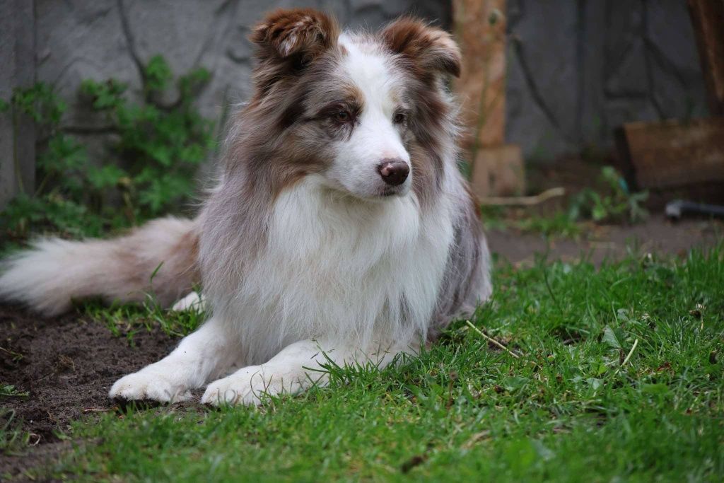 Border Collie cudowny chłopiec .