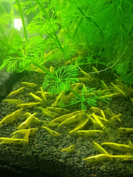 Krewetki neocardina żółte yellow