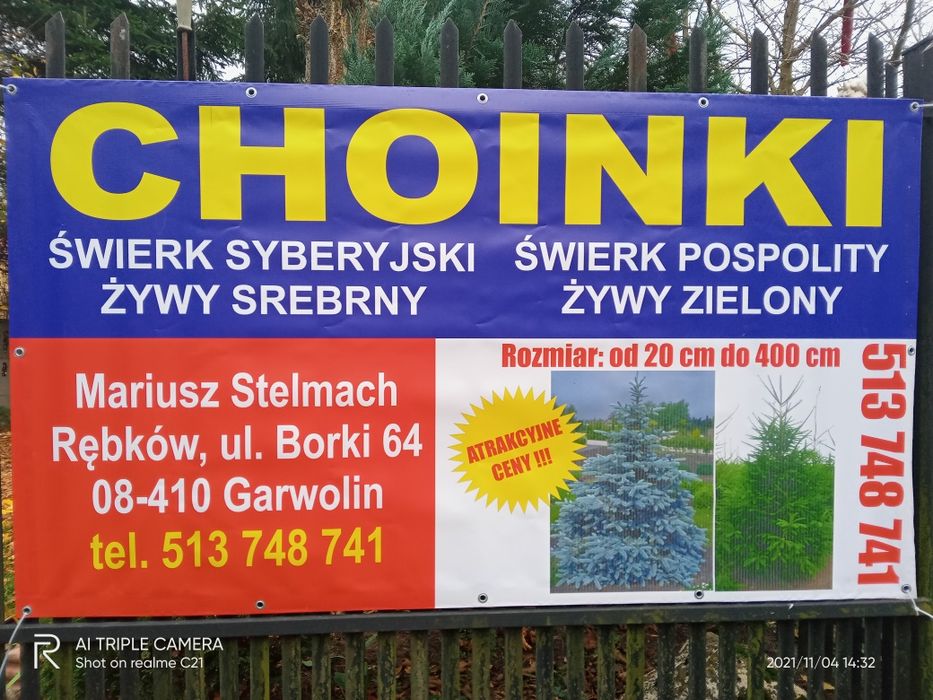 Choinki świerki hurt