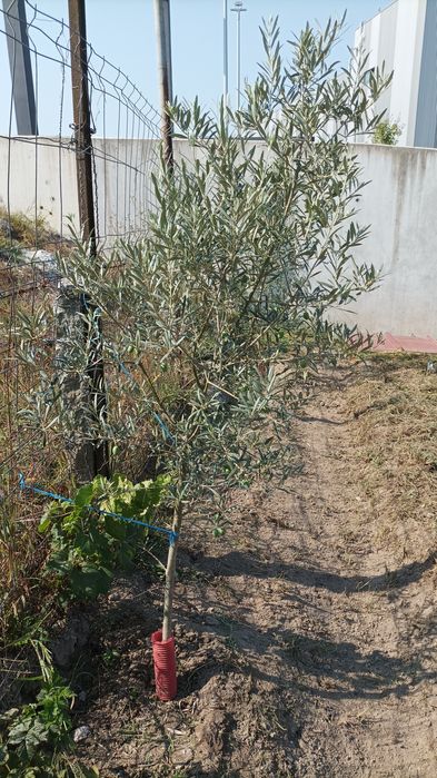 Oliveiras prontas para ir para lugar definitivo