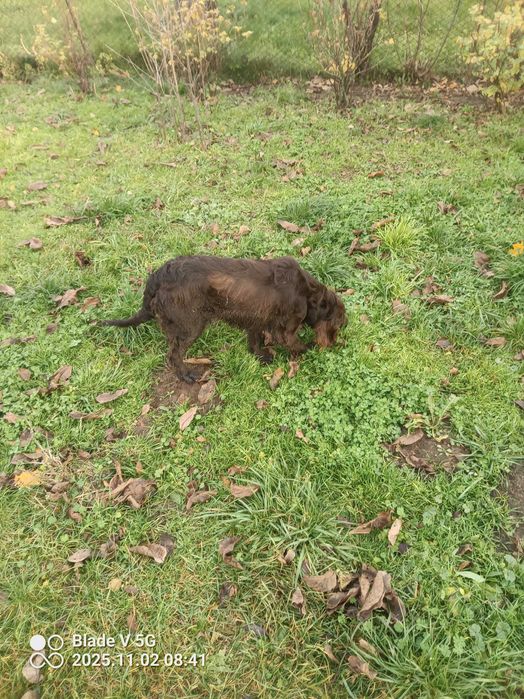 Suka...Płochacz Niemiecki.Wachtelhund