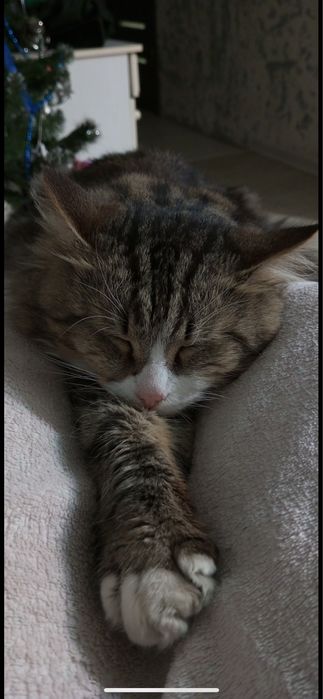 ПРОПАЛ КОТ, помогите пожалуйста найти