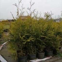 tuje tuja brabant  ok. PIASECZNA