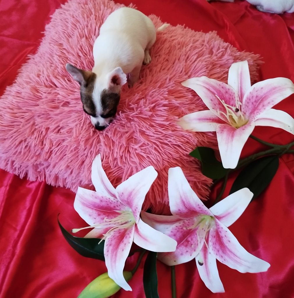 Chihuahua miniaturowa sunia